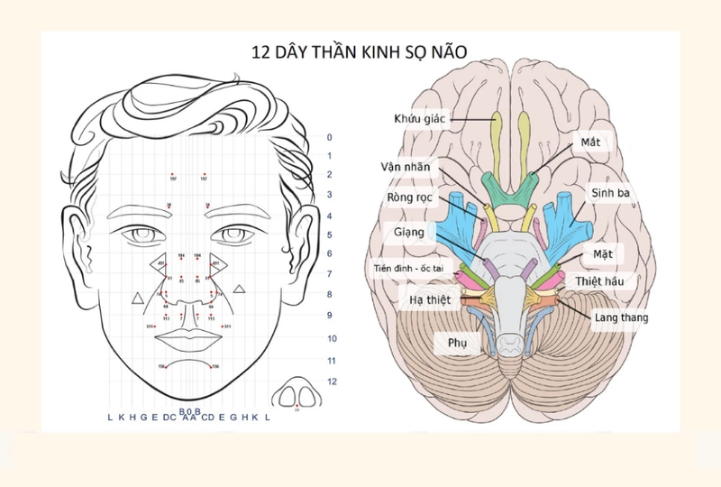Tìm hiểu về thần kinh sọ: 12 đôi dây thần kinh sọ2