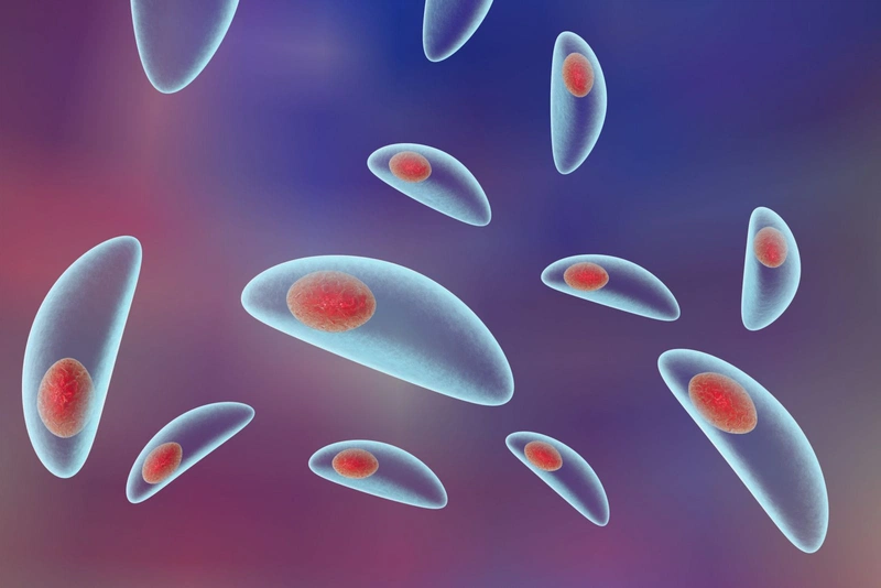 Nhiễm Toxoplasma khi mang thai nguy hiểm như thế nào? 2