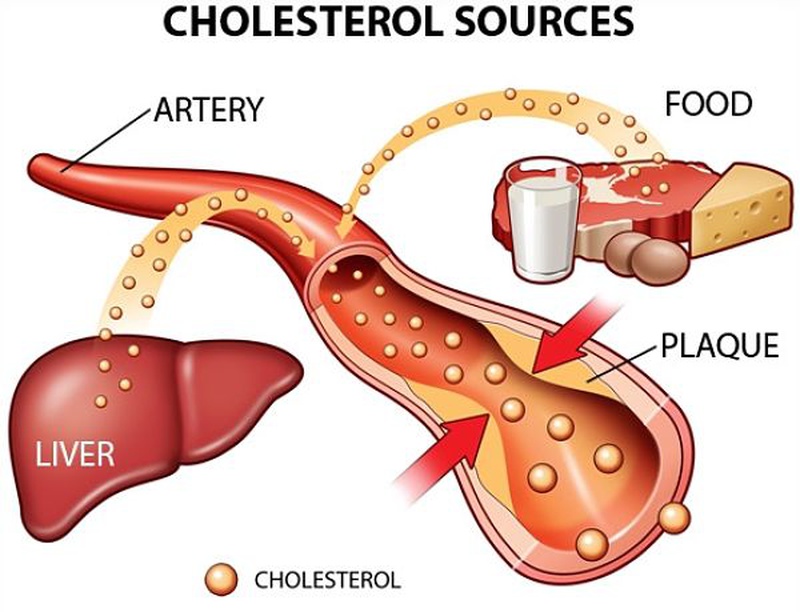 Cholesterol giúp cơ thể duy trì các chức năng quan trọng và  sức khỏe tốt