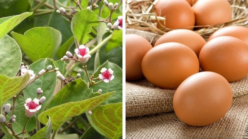 Chữa bệnh trĩ bằng lá mơ và trứng gà ta