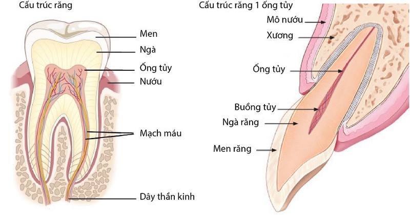 Răng lấy tủy có bị tiêu xương không? 1