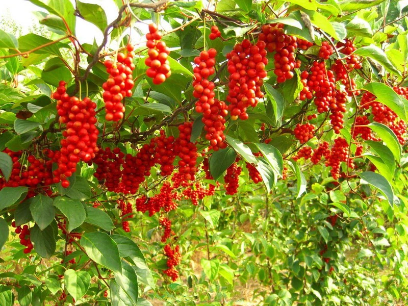 7 loại thảo dược giúp giảm men gan hiệu quả
