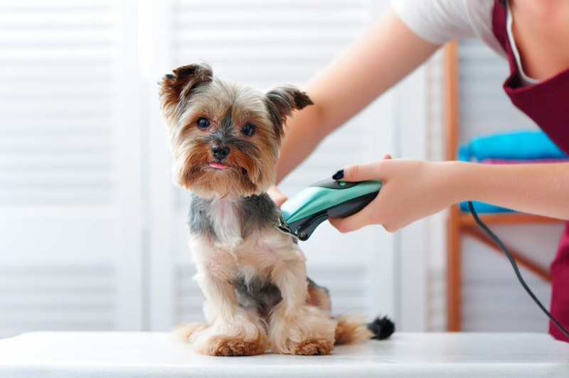 Thường xuyên tắm rửa và cạo lông cho thú cưng để tránh các bệnh lây lan từ động vật qua người