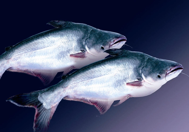 8 loại cá ngậm thủy ngân nhiều nhất mà bạn nên biết3