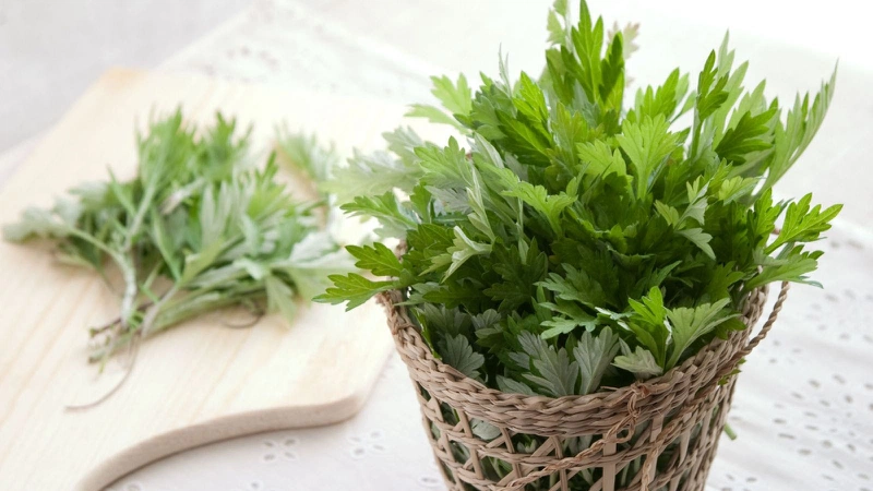 Bài thuốc hay: Cách đánh cảm bằng lá ngải cứu 2