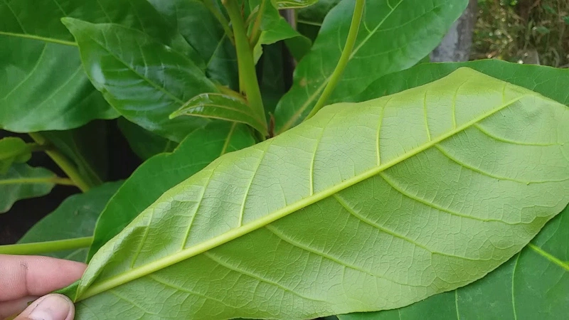 Cách chữa nhiệt miệng bằng lá bàng khá an toàn