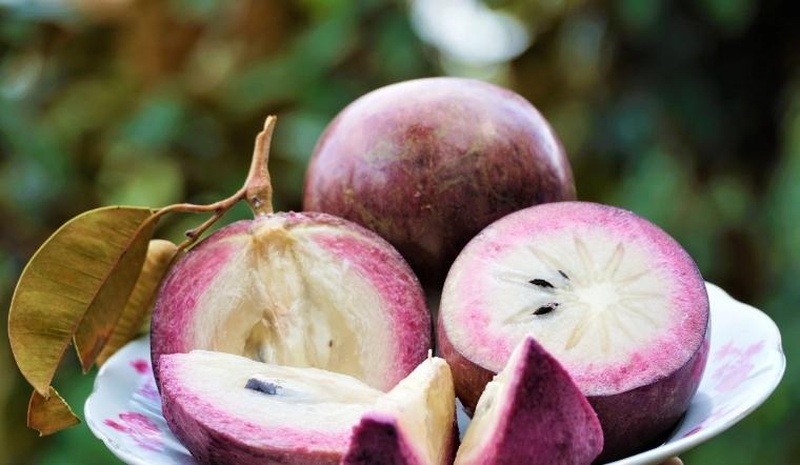 Bật mí vú sữa có bao nhiêu calo 1