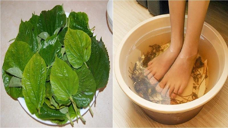 Bất ngờ với hiệu quả chữa đau thần kinh tọa bằng lá lốt 4