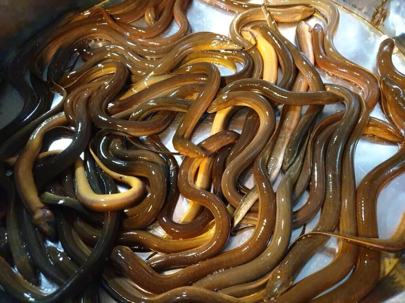 Con lịch, con lươn khác nhau chỗ nào? Mẹo phân biệt lươn đồng và lươn nuôi
