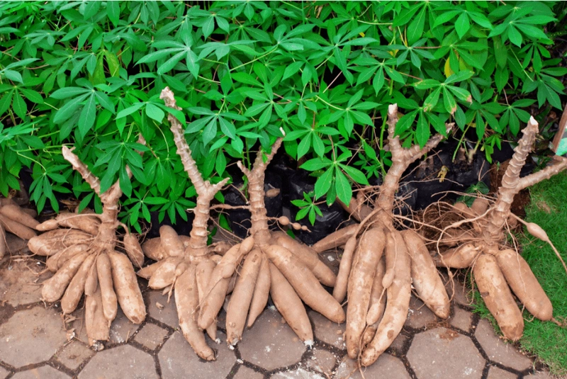 BỘT SẮN DÂY LÀ GÌ  Tây Thi Organic
