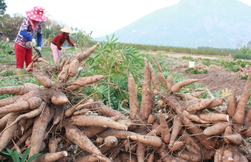 Sau khi thu hoạch xong đem bảo quản luôn là tốt nhất