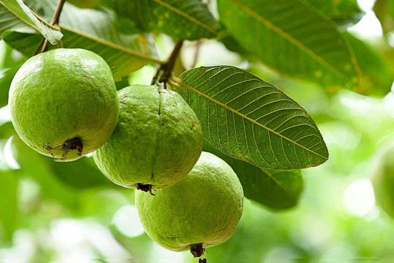 Lá ổi được biết đến với nhiều công dụng khác nhau