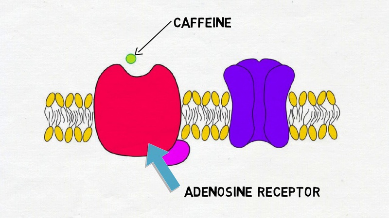 Caffein ngăn không cho adenosine liên kết và kích hoạt cảm giác buồn ngủ 1