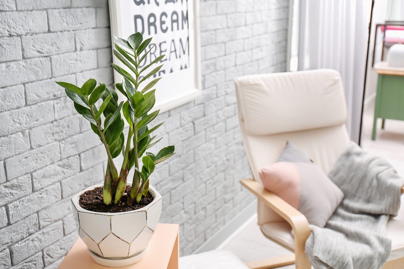 Cây kim tiền có độc không? 2