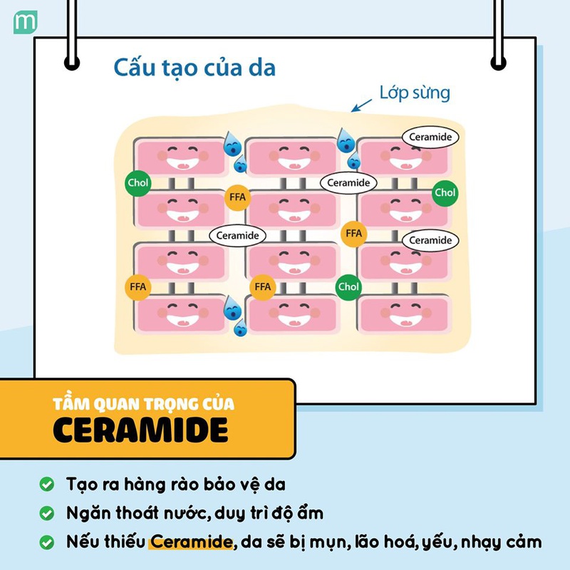 Ceramides là gì? Công dụng? Cách dùng? Kết hợp được với thành phần nào? 2