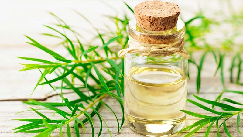 Chia sẻ kinh nghiệm chọn mua tinh dầu tràm phù hợp với trẻ nhỏ 1