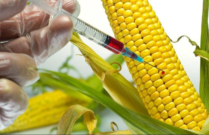 Có lo ngại rằng các gen được tiêm vào thực phẩm GMO có thể gây ra hiện tượng kháng sinh trên con người 3