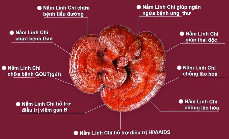 nghien-cuu-nam-linh-chi-tri-benh-gi-1