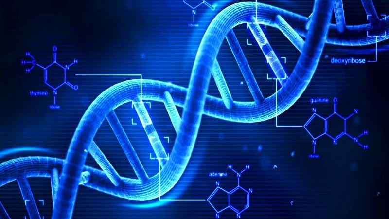Axit nucleic là gì và những tác dụng của nó. 3