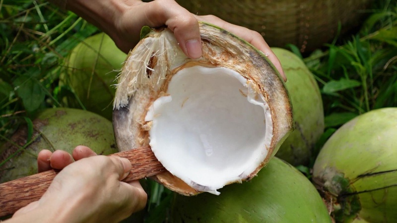 Giải đáp thắc mắc: Ăn cùi dừa có béo không? Lợi ích của cùi dừa đối với sức khỏe 4