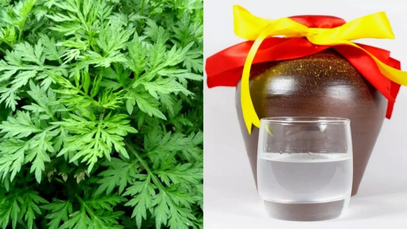 Hướng dẫn chữa đau thần kinh tọa bằng ngải cứu từ A tới Z hiệu quả và an toàn 4