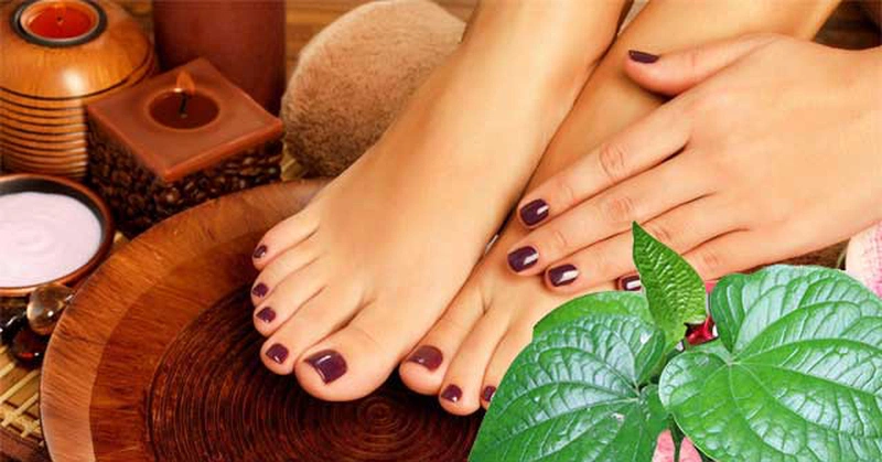 Lá lốt chữa đau khớp gối đơn giản, dễ làm và hiệu quả bất ngờ 3