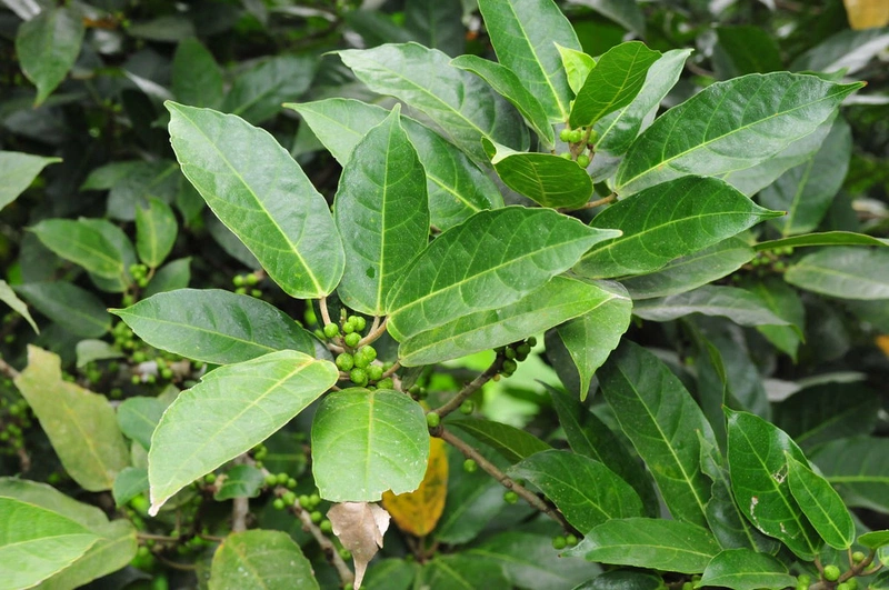 Liệt kê một số cách dùng lá ngái chữa bệnh trĩ 3