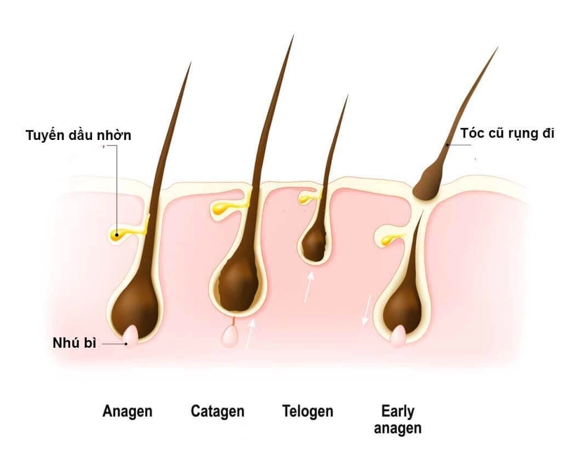 Liệu rằng khi tóc rụng có mọc lại được không 1