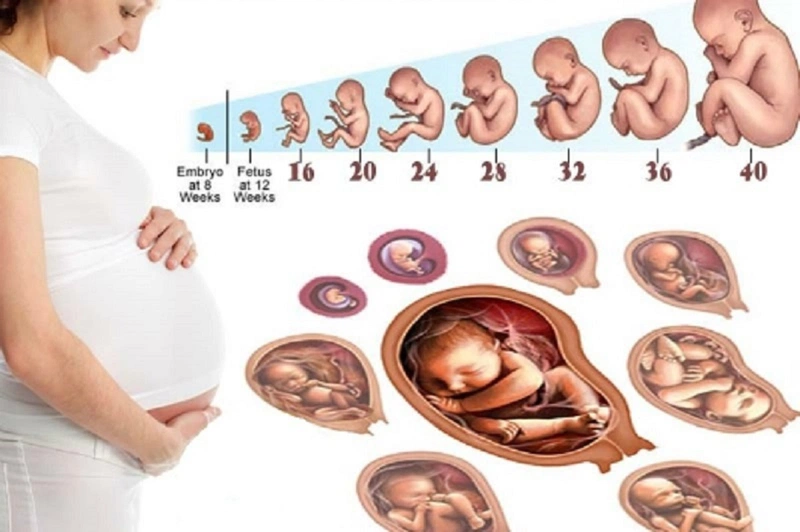 Lý giải nguyên nhân uống thuốc tránh thai khẩn cấp mà vẫn có thai 4