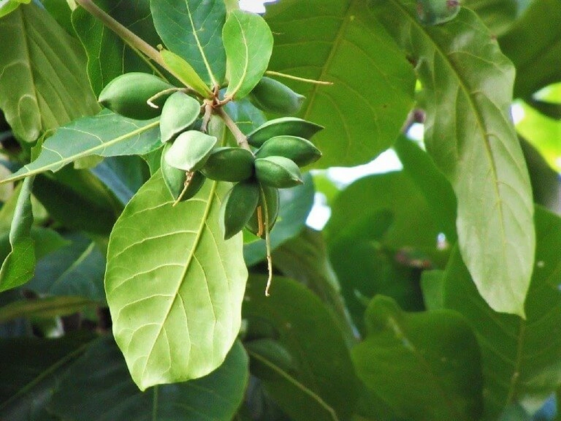 Lá bàng chữa viêm phụ khoa liệu có thực sự đem lại hiệu quả? 3