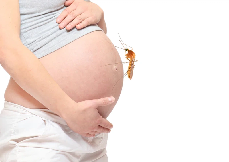 Phụ nữ mang thai cũng dễ thu hút muỗi 2
