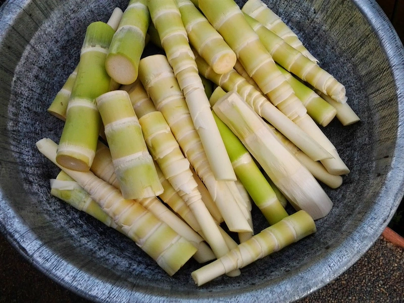 Phụ nữ sau sinh ăn măng được không? Những điều chị em cần lưu ý