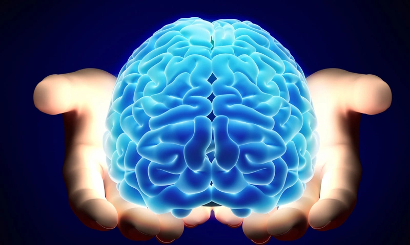 Sự khác nhau giữa hai bán cầu não trái não phải là gì? 1