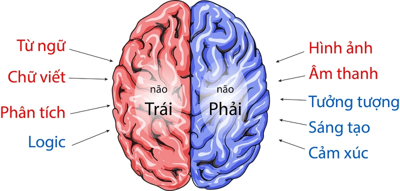 Sự khác nhau giữa hai bán cầu não trái não phải là gì? 4