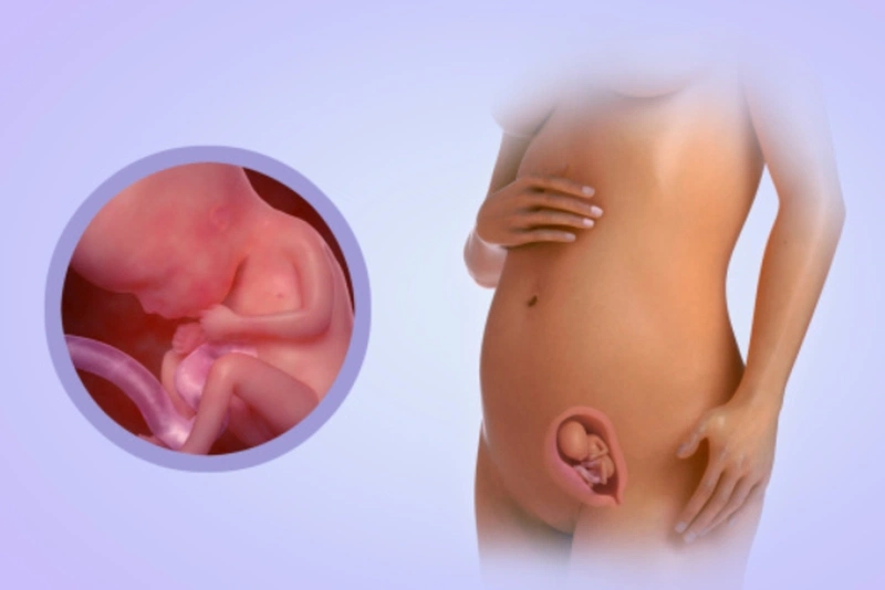 Thai nhi 15 tuần: Đặc điểm và cách chăm sóc hiệu quả 2