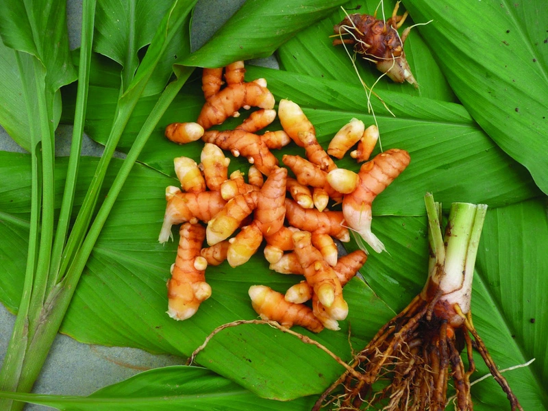 Bệnh rối loạn kinh nguyệt uống cây gì hiệu quả? 5