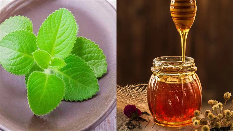 Bật mí 4 cách dùng lá húng chữa ho cho trẻ sơ sinh hiệu quả 2