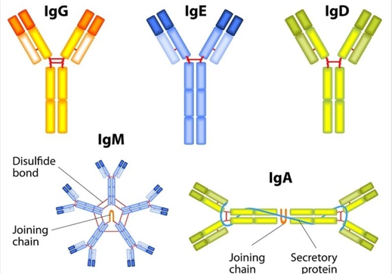 Vai trò của kháng thể IgG trong hệ thống miễn dịch-3