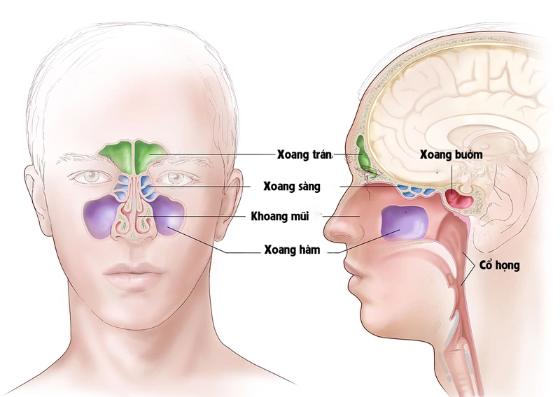 Viêm đường hô hấp trên: Biểu hiện và xử trí 2