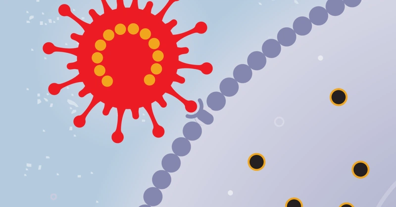 Virus bám vào bề mặt tế bào vật chủ 2