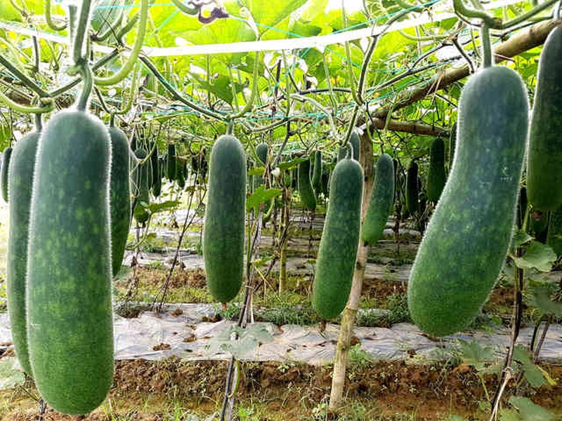 Giải đáp thắc mắc bầu ăn bí đao được không 3