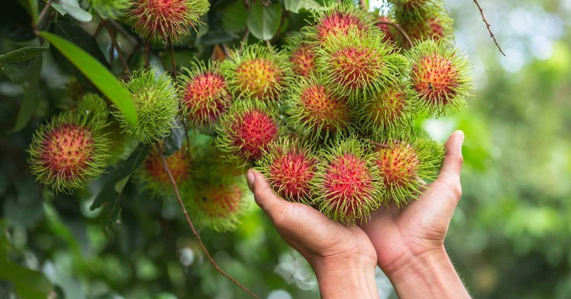 Lợi ích của chôm chôm đối với sức khỏe là gì? Ăn chôm chôm có béo không? 2