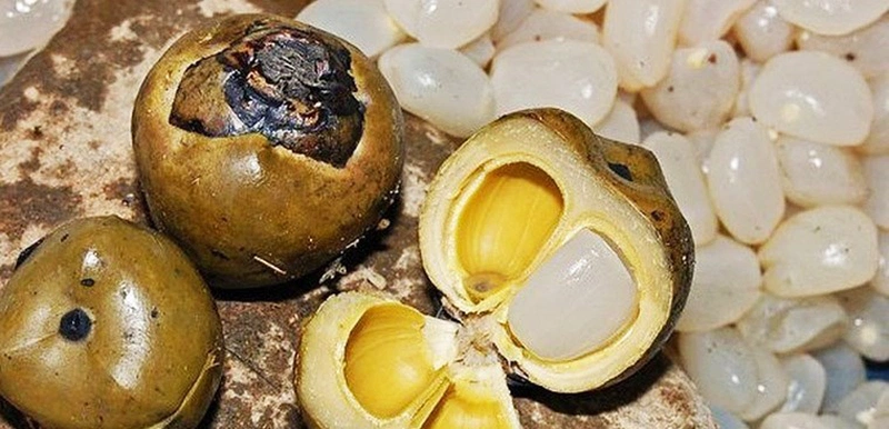 Ăn hạt đác có tác dụng gì 1