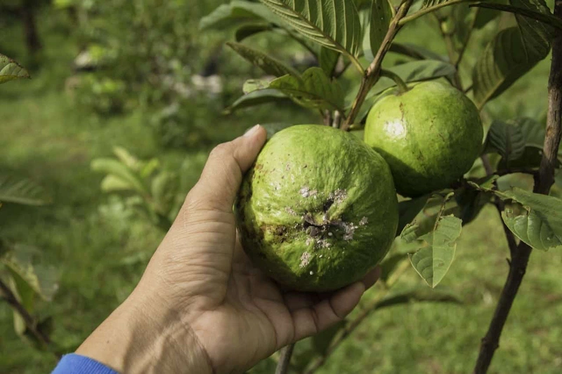 ăn hạt ổi có tốt không 4