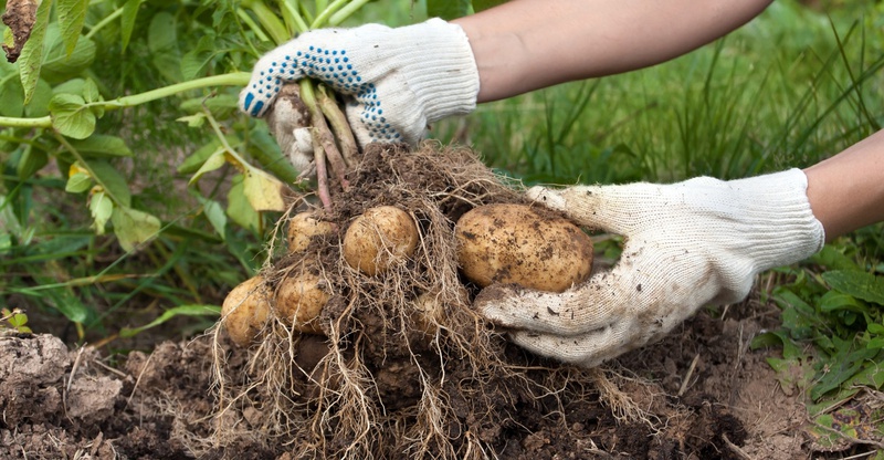 Cách xử lý khoai tây mọc mầm