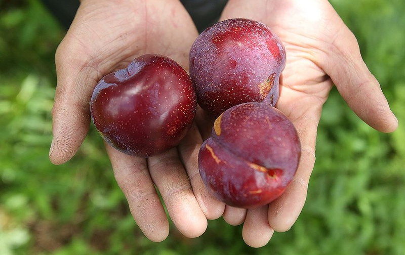 Ăn mận có tác dụng gì? Ăn mận có béo không?