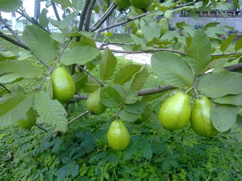 ăn ổi có bị táo bón không 1