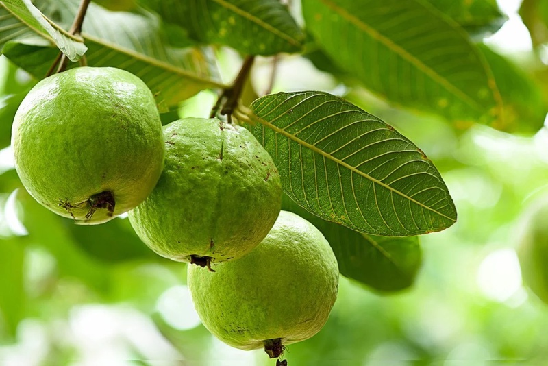 ăn ổi có nóng không 1