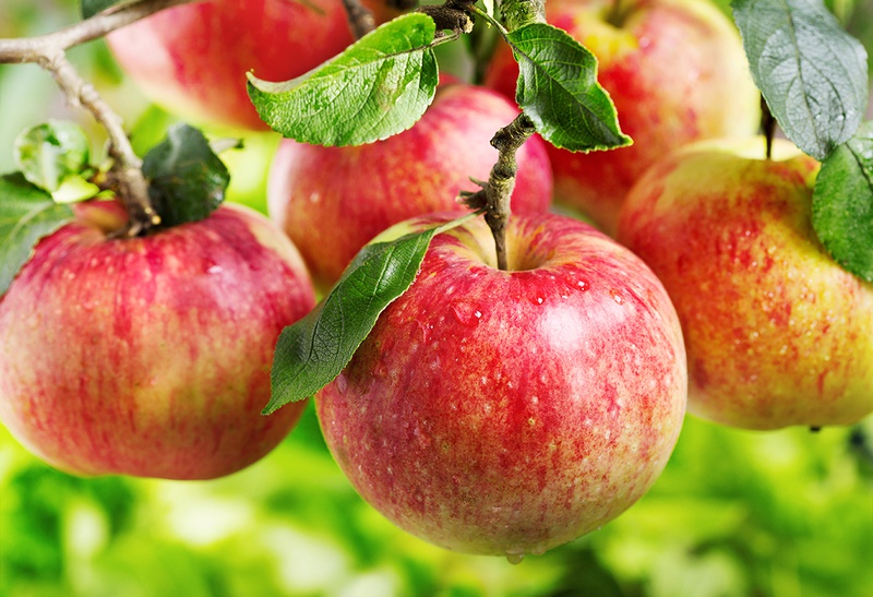 Ăn táo có tác dụng gì: làm đẹp, giảm cân, chống lão hóa,...