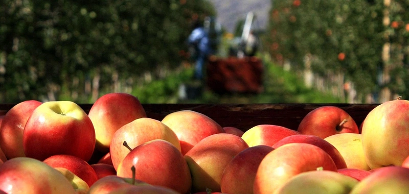 Ambrosia là 1 trong 10 giống táo phổ biến hàng đầu trên thế giới